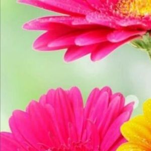 Meet your Posher, Priscilla