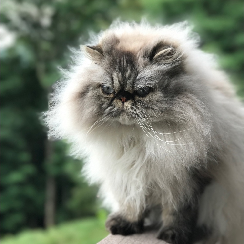 Meet your Posher, Kelli