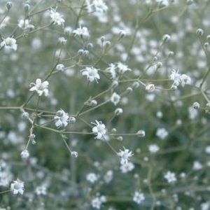 Meet your Posher, Lydia