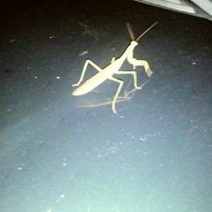 Meet your Posher, Patty