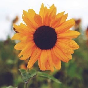 Meet your Posher, Mia