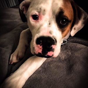 Meet your Posher, Justin