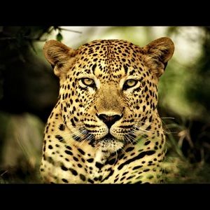 Meet your Posher, Serdar