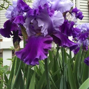 Meet your Posher, Maribel