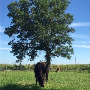 Meet your Posher, Brandy