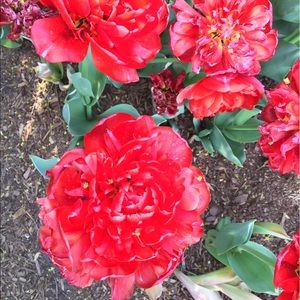 Meet your Posher, Monica