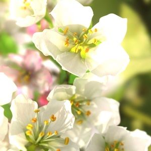 Meet your Posher, Sonia