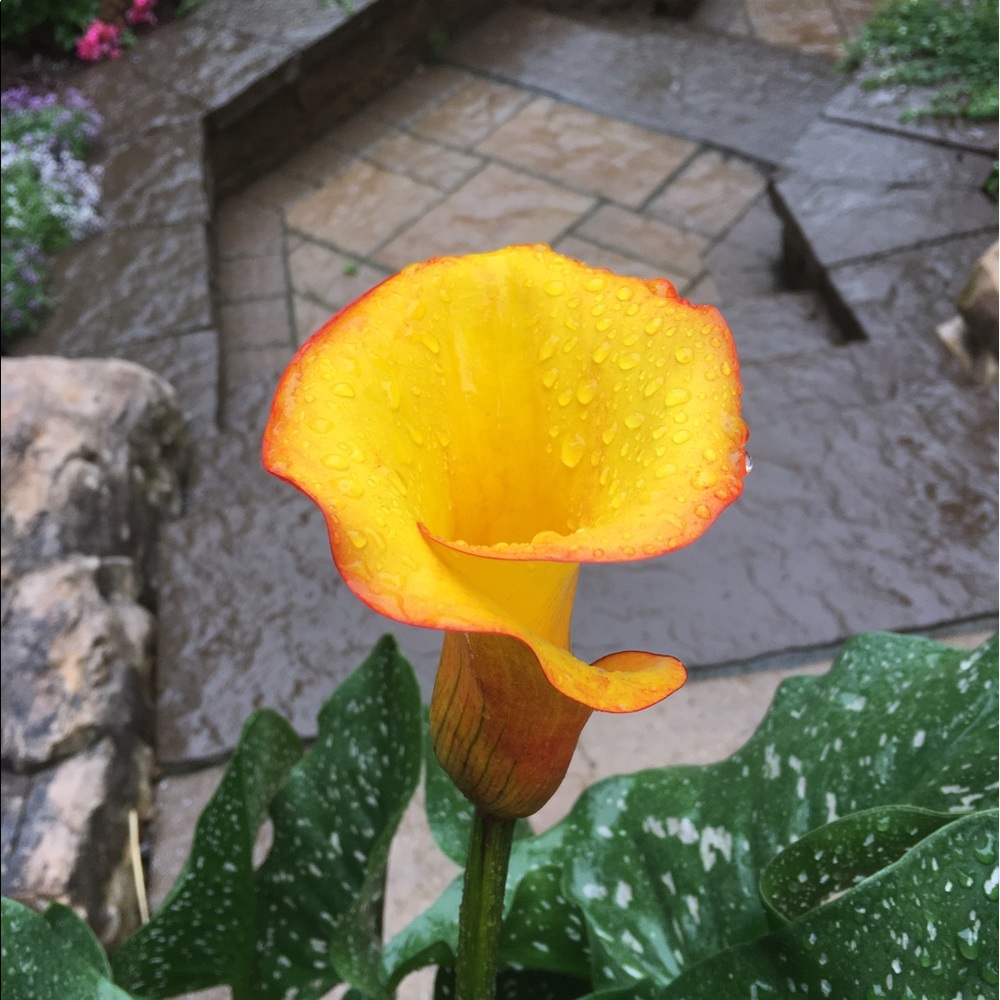 Meet your Posher, June