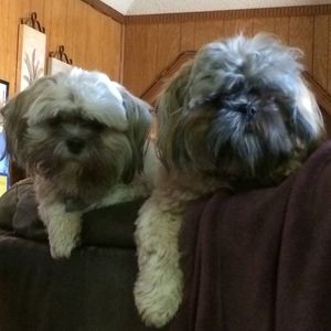 Meet your Posher, Cherie