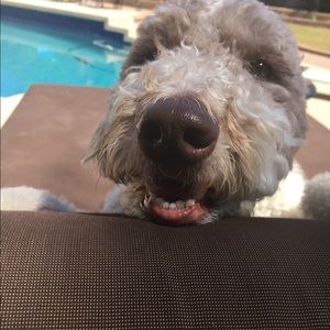 Meet your Posher, David