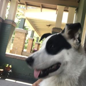 Meet your Posher, Mextli