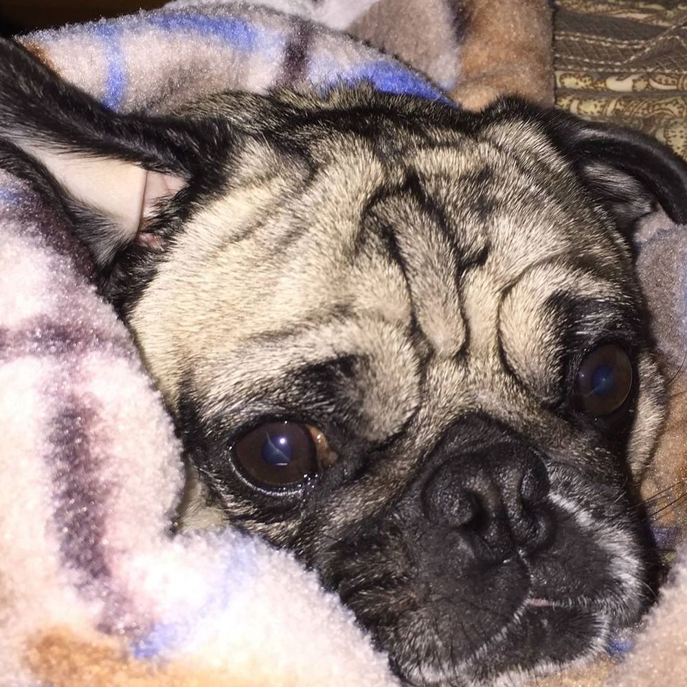 Meet your Posher, Robin