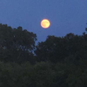 Meet your Posher, Alexia