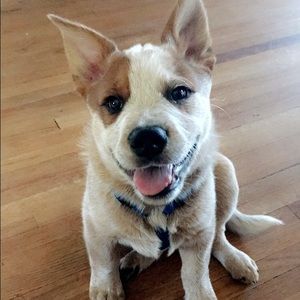 Meet your Posher, Carter