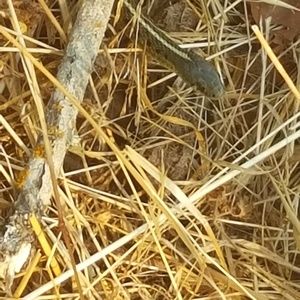 Meet your Posher, Eva