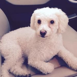 Meet your Posher, Elsie