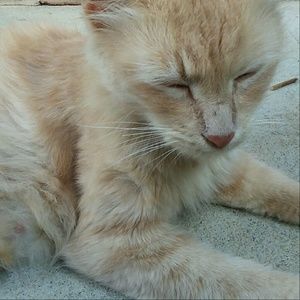 Meet your Posher, Johnson