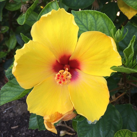 Meet your Posher, Paula - Picture 1 of 1