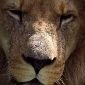 Meet your Posher, Damian