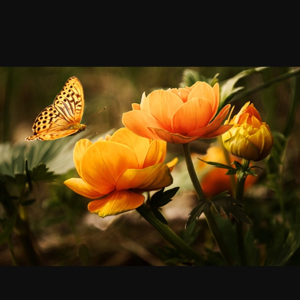 Meet your Posher, Yani