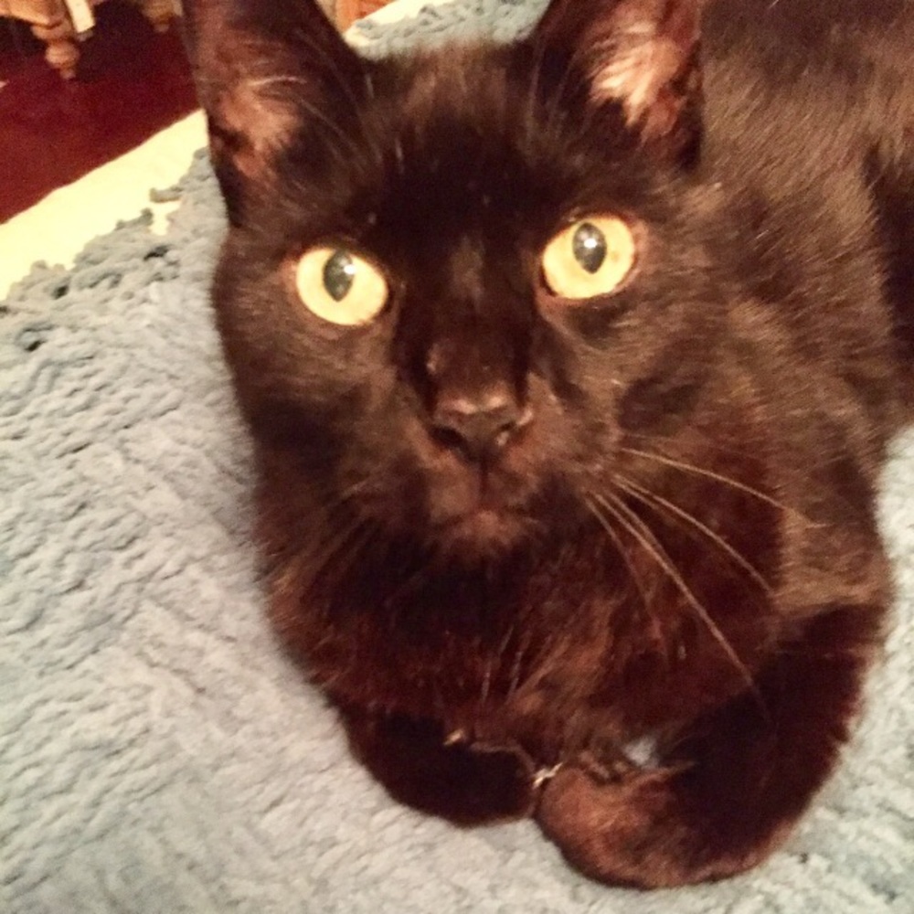 Meet your Posher, Margo