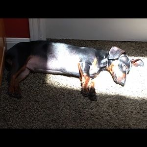 Meet your Posher, Diana