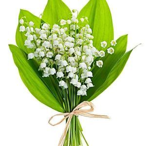 Meet your Posher, Charlotte