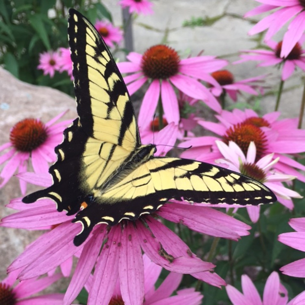 Meet your Posher, Devyn