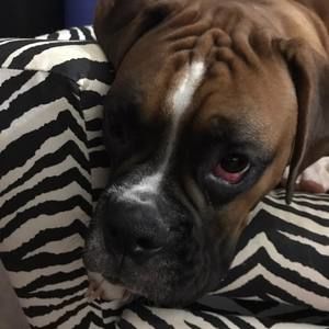 Meet your Posher, Ann