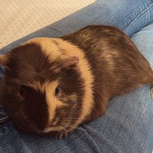 Meet your Posher, Lina