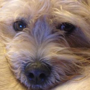 Meet your Posher, Deb