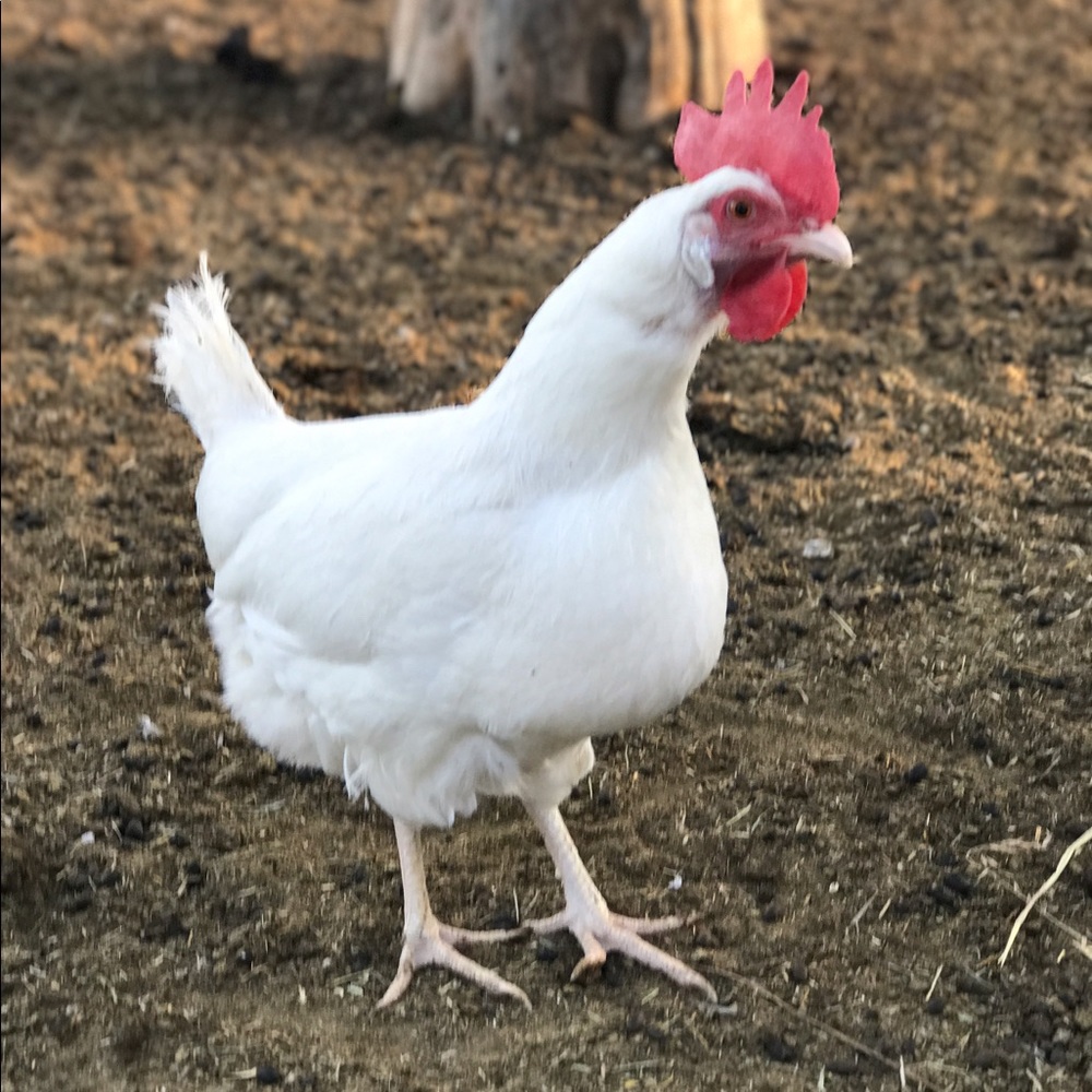 Meet your Posher, Colleen