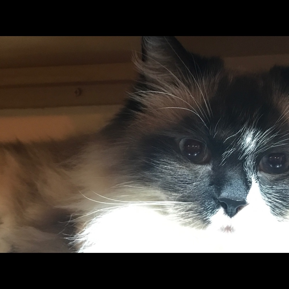 Meet your Posher, Alyse