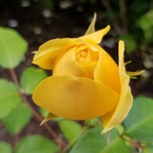 Meet your Posher, Rose