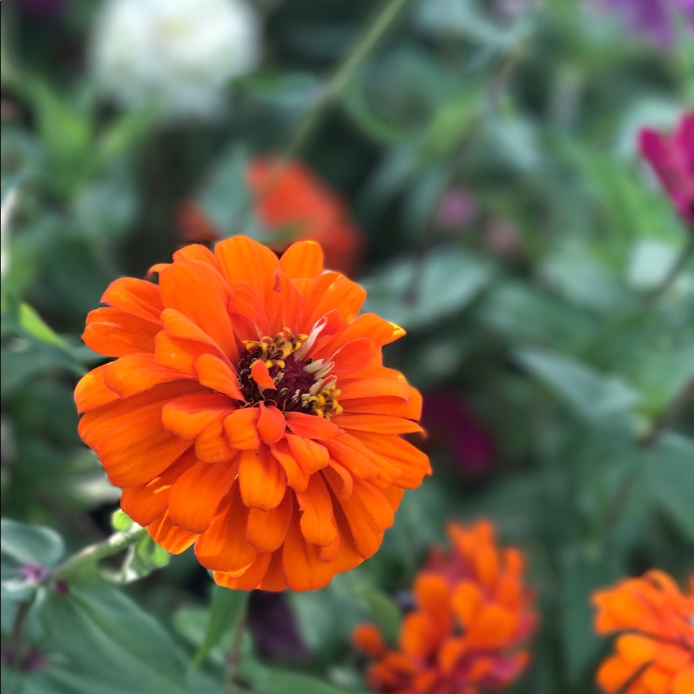 Meet your Posher, Lindsay