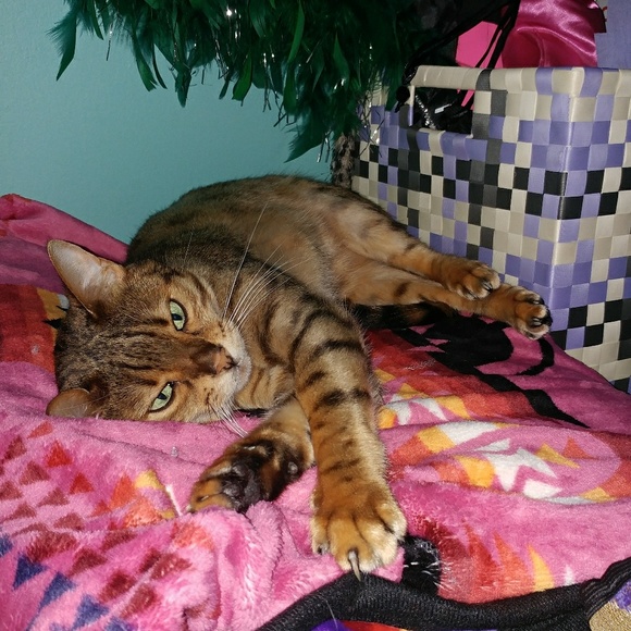 🐘🐘 Follow Game 🐘🐘 - Picture 2 of 6