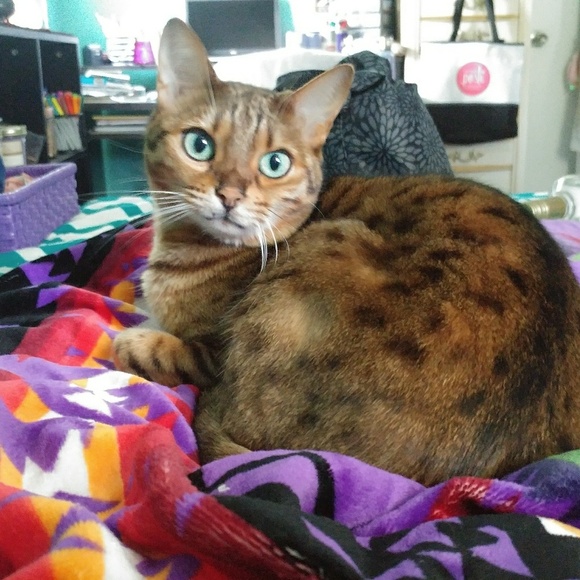 🐘🐘 Follow Game 🐘🐘 - Picture 3 of 6