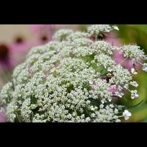 Meet your Posher, Lilly