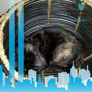 Meet your Posher, Maiqutio