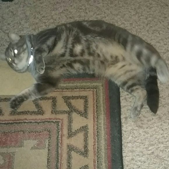 WHAT HAPPENS IN VEGAS... - Picture 1 of 1