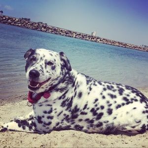 Meet your Posher, Leslie