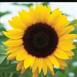 Meet your Posher, Tamela