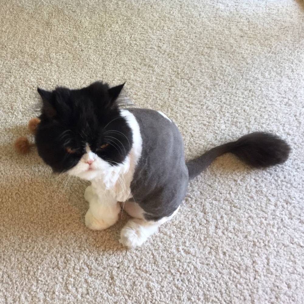 Meet your Posher, Sean