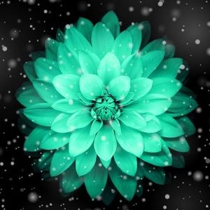 Meet your Posher, Cam