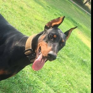 Meet your Posher, Liam