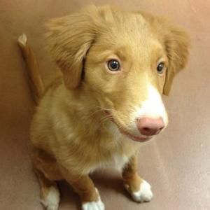 Meet your Posher, Adam