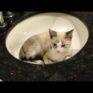 Meet your Posher, Andreea