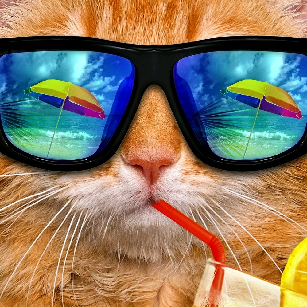 Meet your Posher, Lui