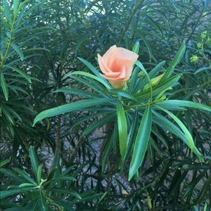 Meet your Posher, Terry