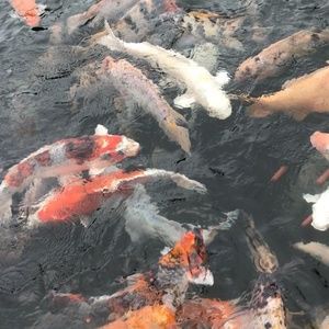 Meet your Posher, Palakiko